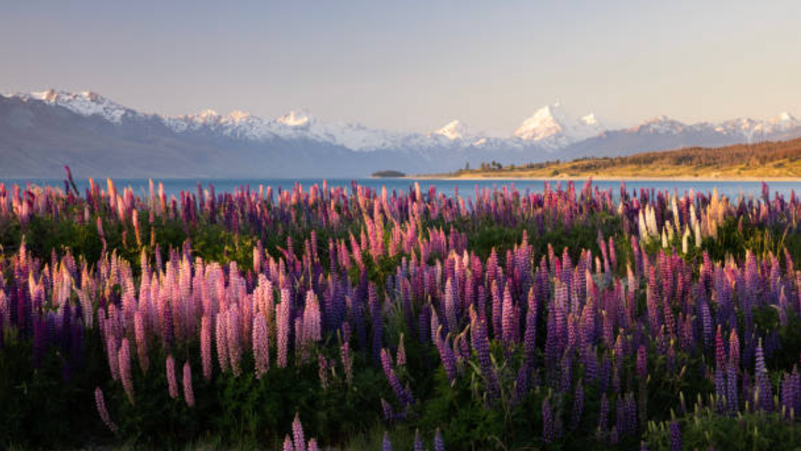 A field of purple lupine flowers blooming under a soft sky, with snow-capped mountains and a lake in the background.