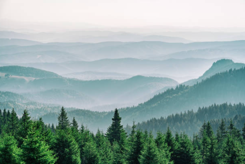Layers of misty, blue-toned mountains fade into the horizon behind a foreground of dense, green pine trees.