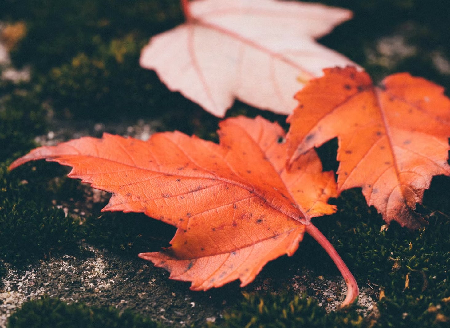Fall leaves autumn