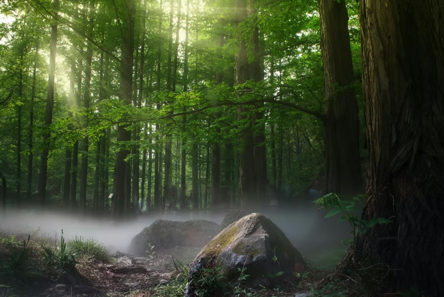 Sunlight in forest