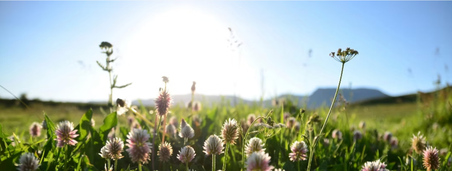 Wild flowers
