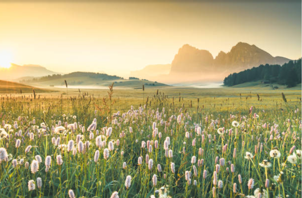 Wild flower field