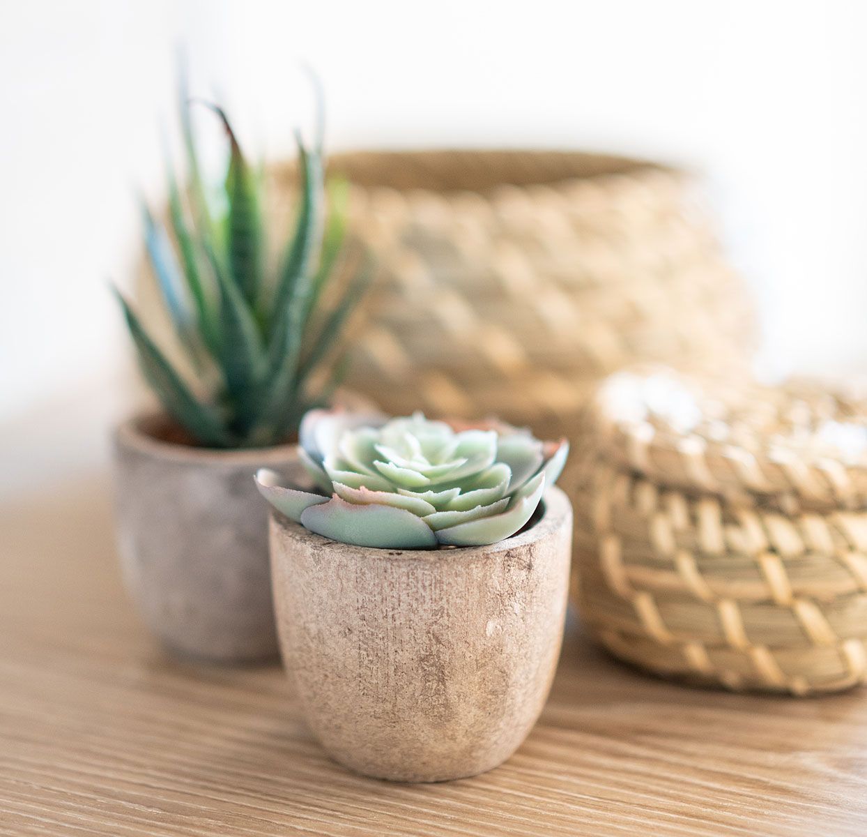 Small succulents in textured pots on a wooden surface, with woven baskets in the background.