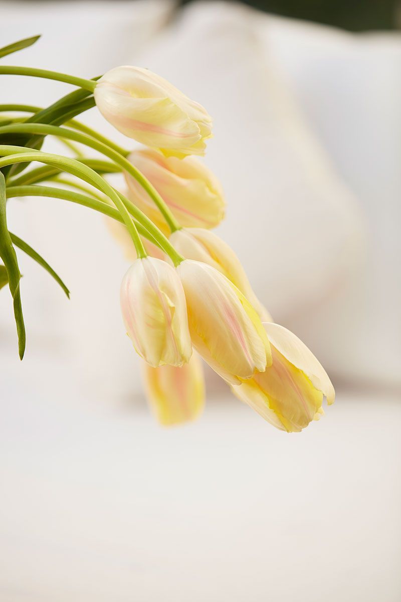 Yellow and white tulips against a soft, white background.