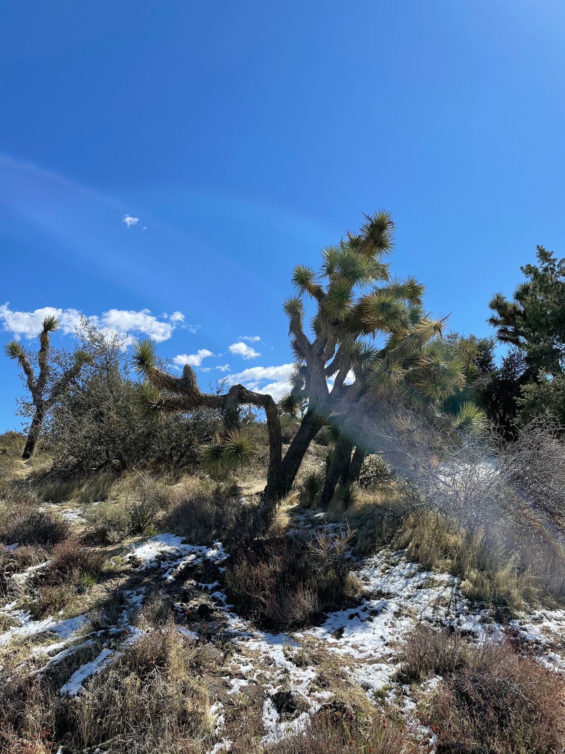 Joshua Tree