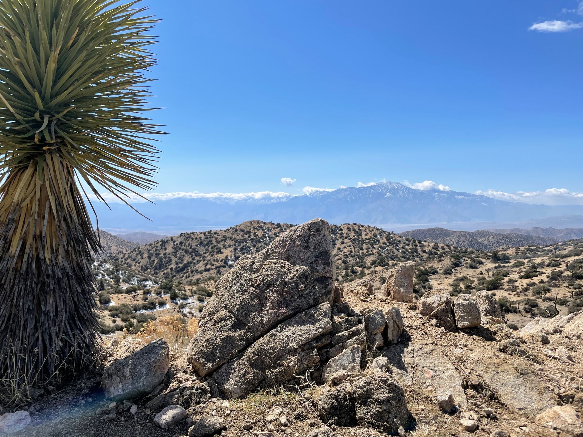 Joshua Tree