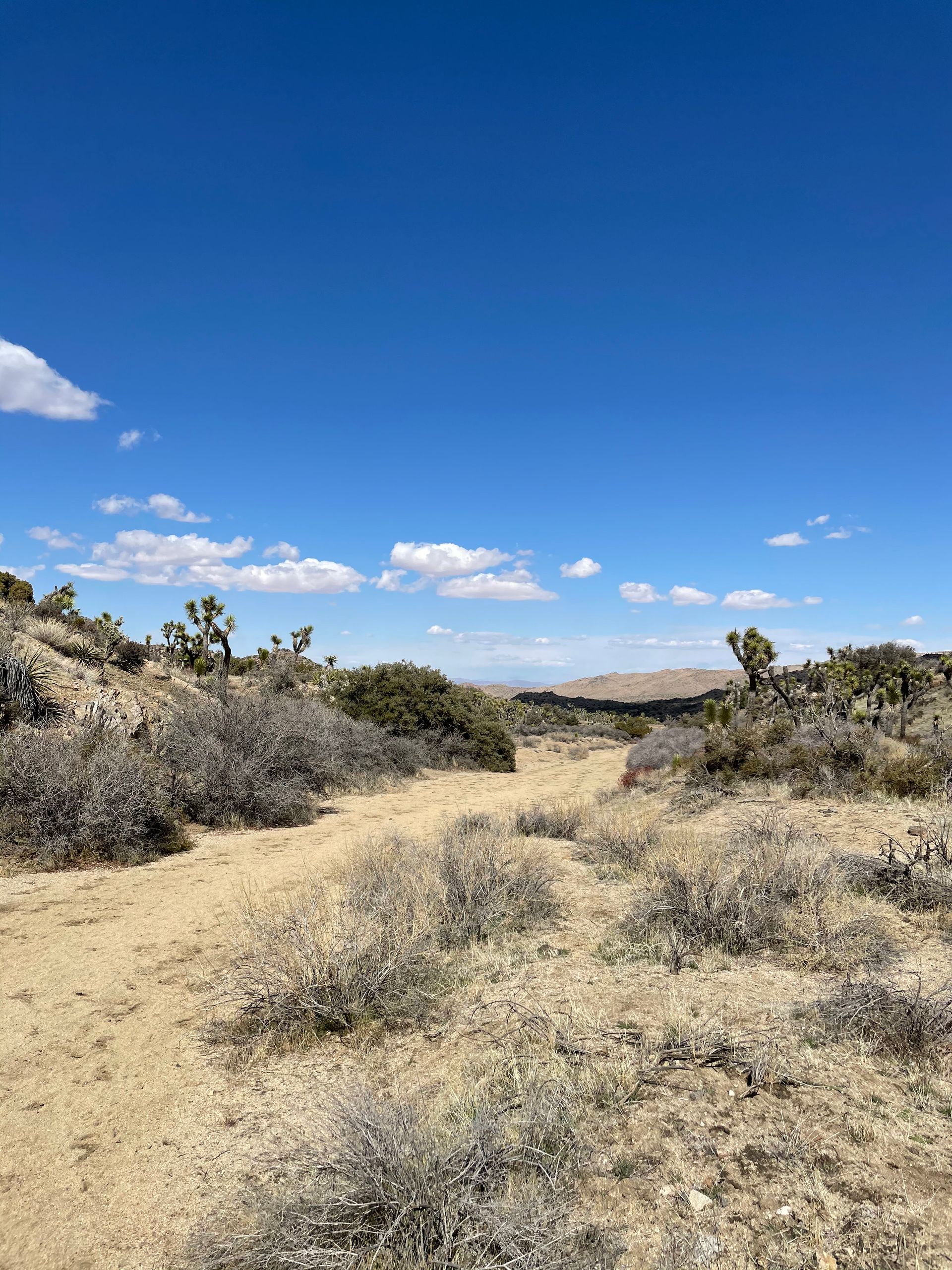 Joshua Tree