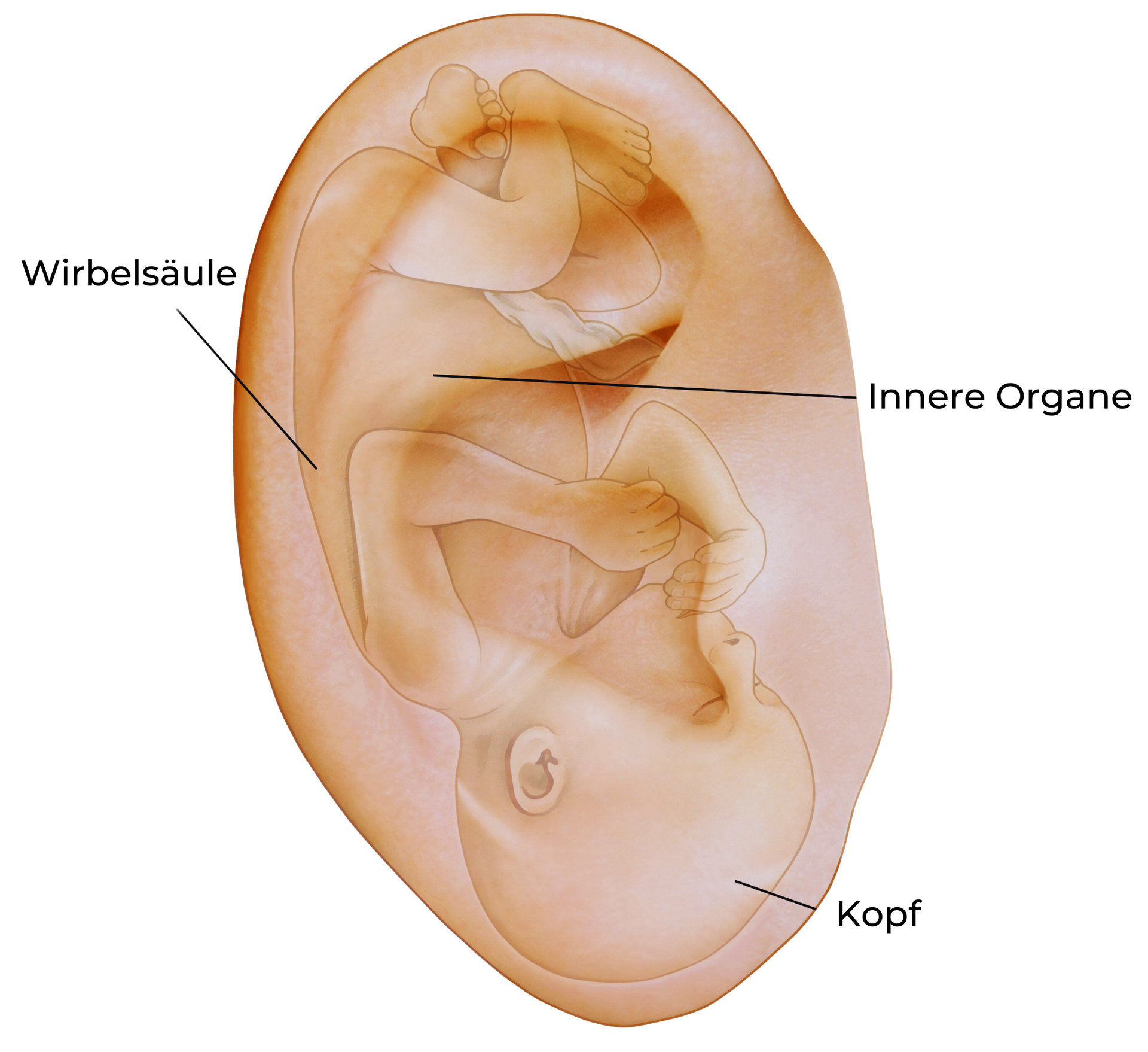 Embryo im Ohr