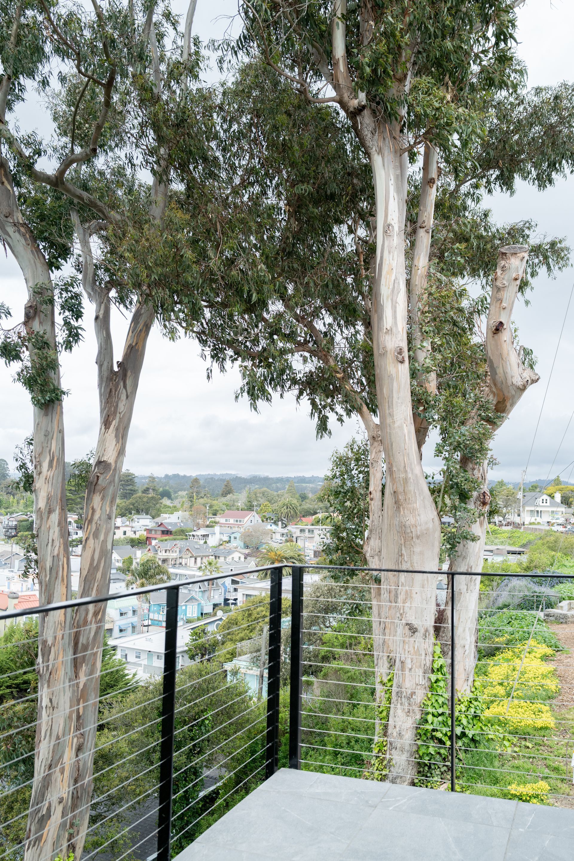 Balcony overlooking a cityscape through tall eucalyptus trees, with a glass railing and gray floor