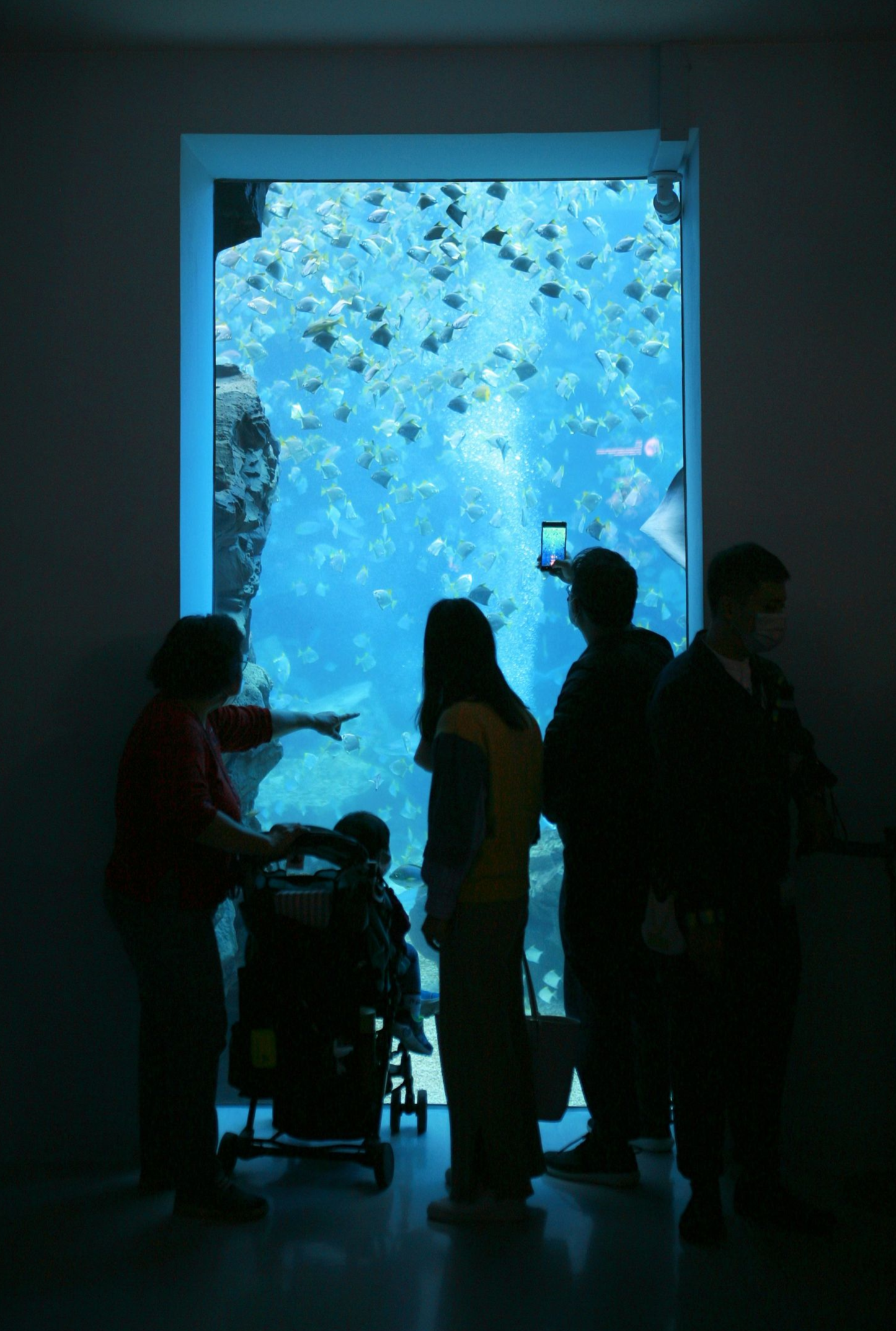 Silhouetted visitors in front of a large blue aquarium window with fish swimming inside