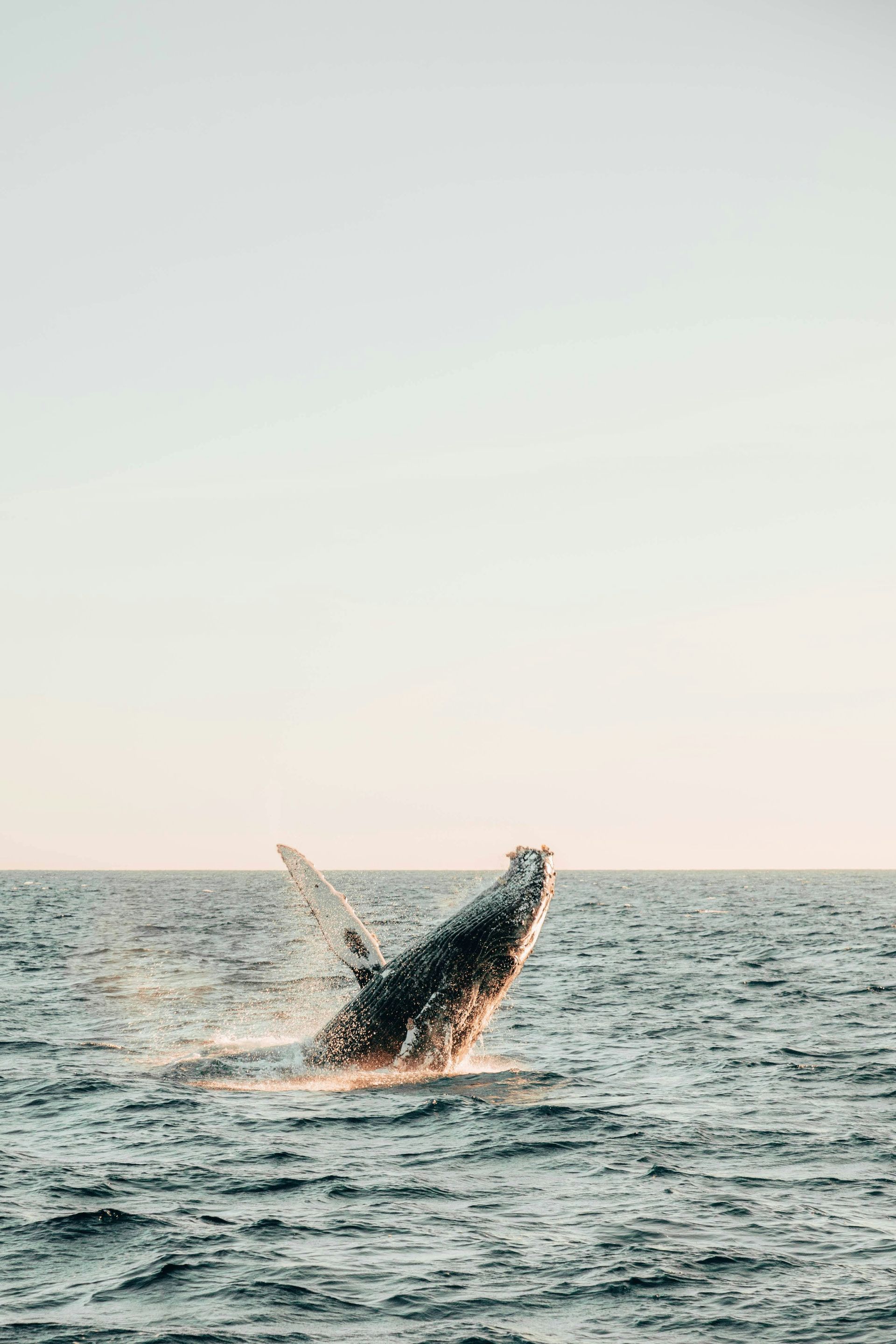 Whale breaching the ocean surface at sunset, with water spraying around it