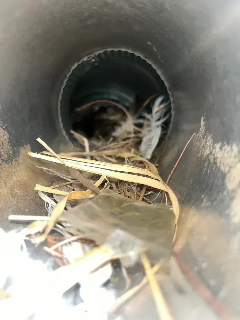 Small bird sitting in a pipe nest lined with straw