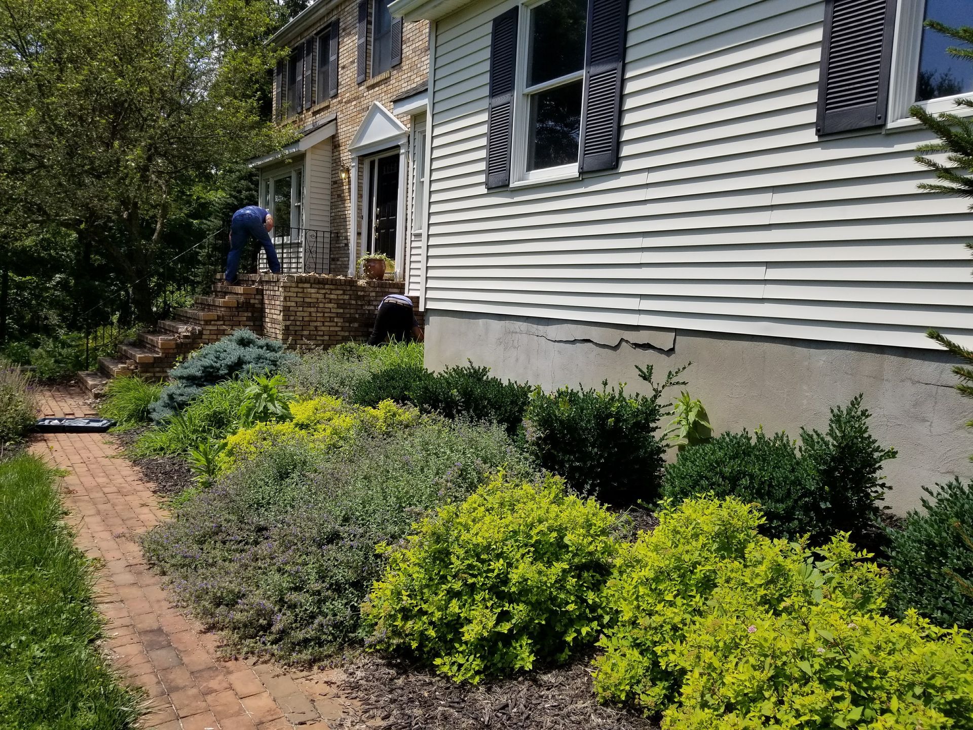 Front yard landscaping with shrubs and a house exterior along a walkway
