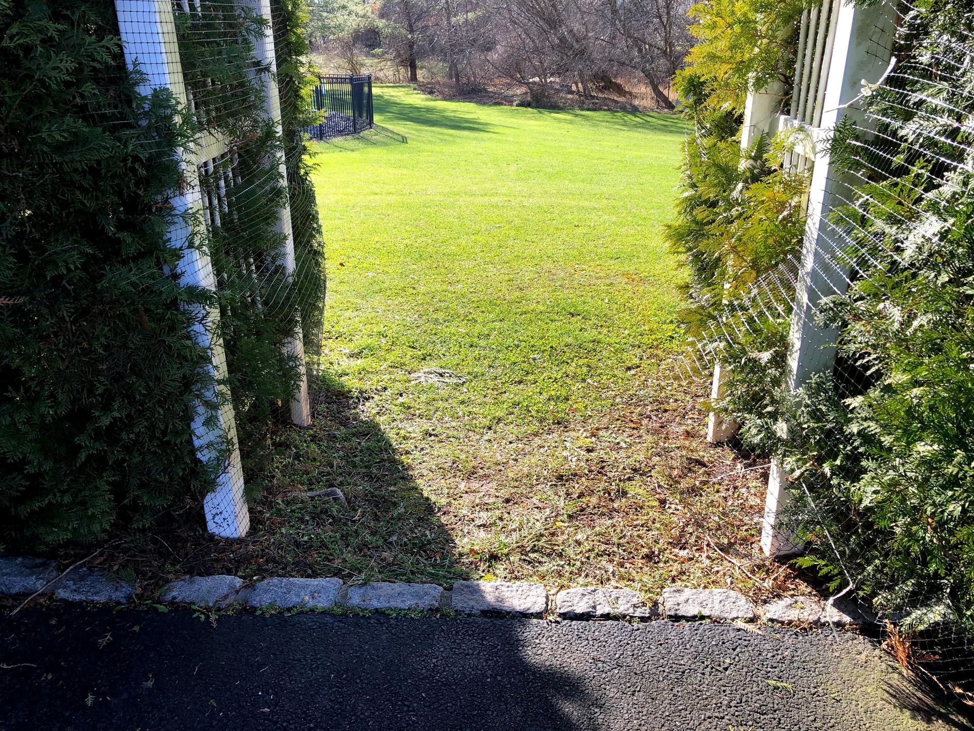 Sunny backyard path leading through a hedge opening to a green lawn