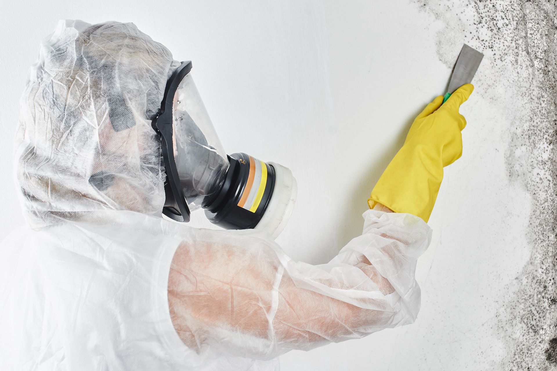Mold remediation process showing professionals removing and treating indoor mold growth safely