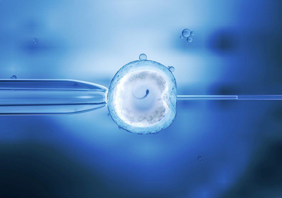 Microscopic view of ICSI procedure with sperm being injected into an egg.