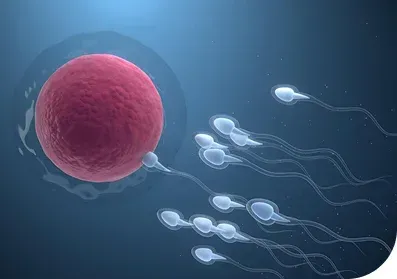 Egg cell being fertilized by sperm cells.