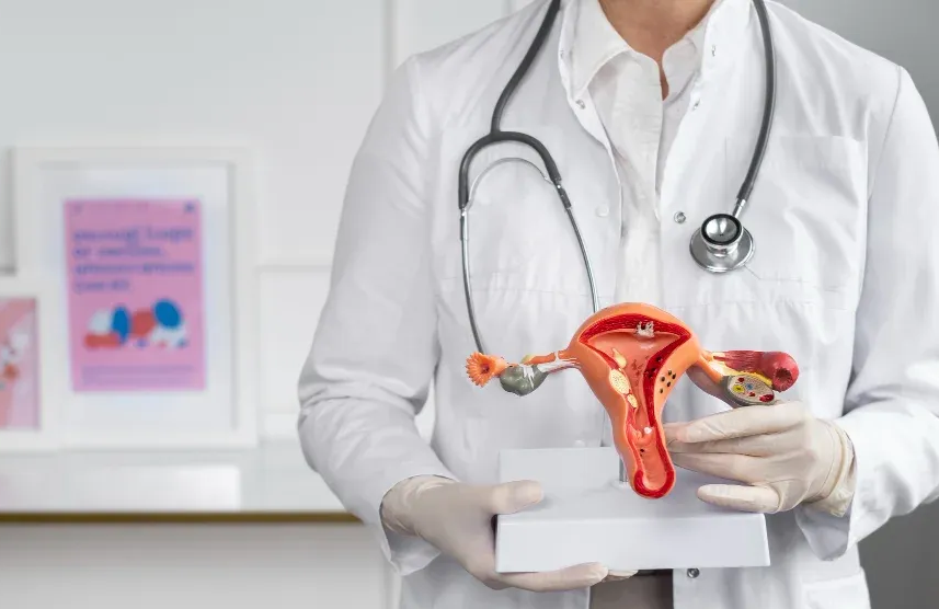 Doctor holding a model of a female reproductive system; stethoscope around neck.
