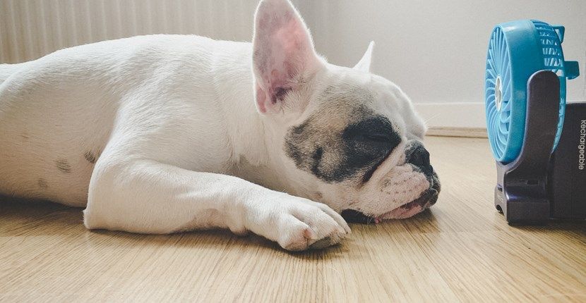 A french bulldog is sleeping on the floor next to a fan.