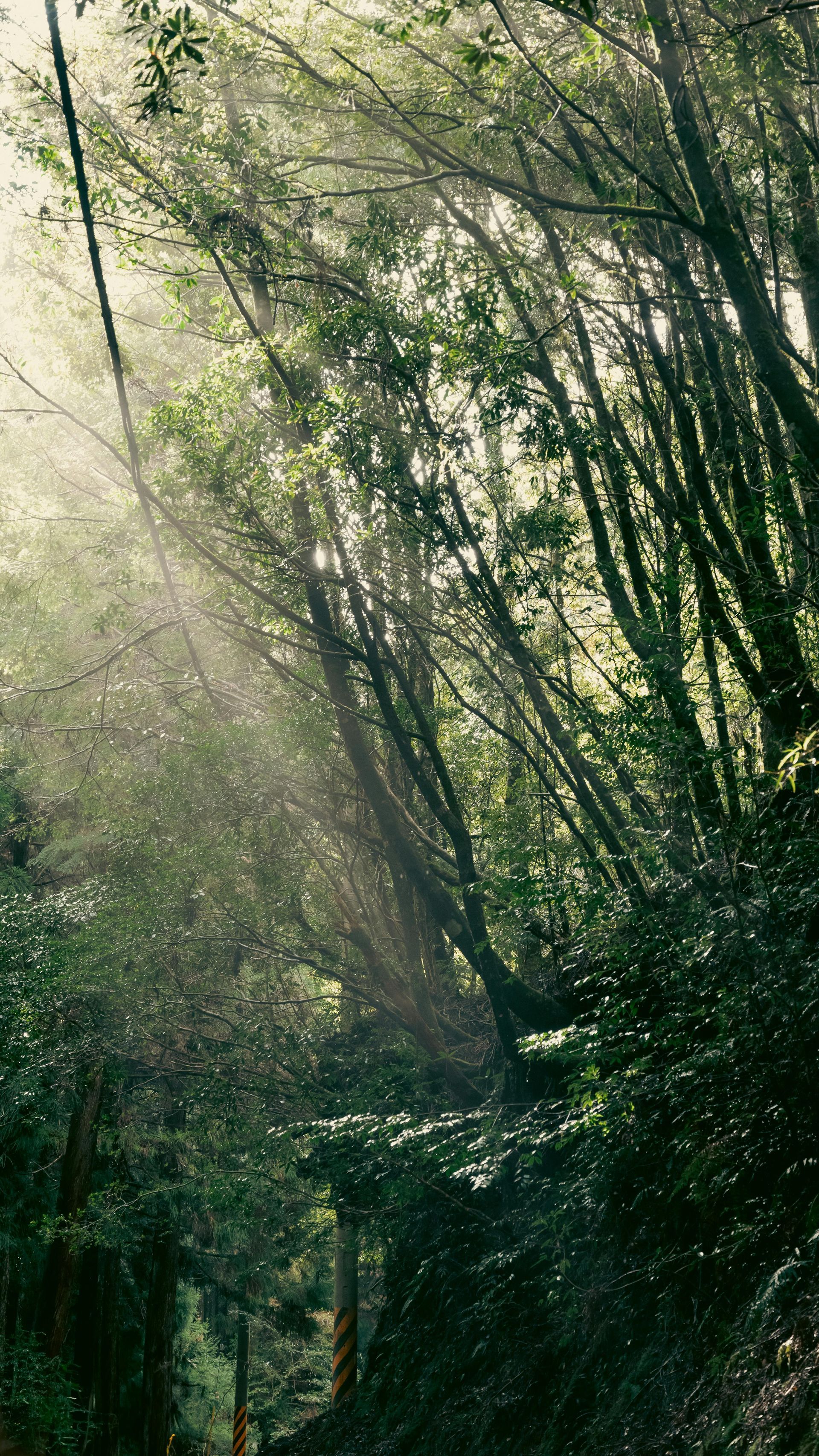 A Glimpse of Beauty in the Morning Mist: A Dance Between Herbs and Plum Blossoms