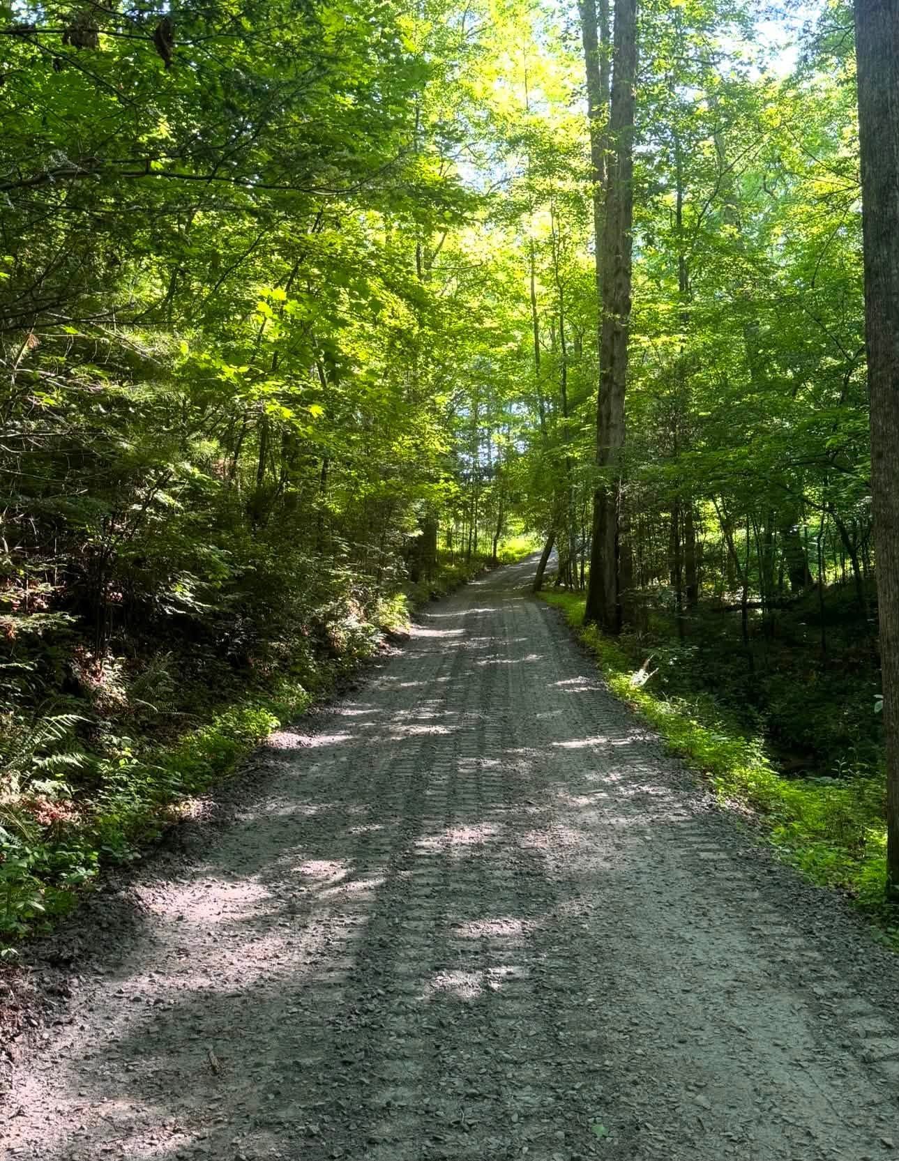Gravel forest path winding through dense green trees in sunlight