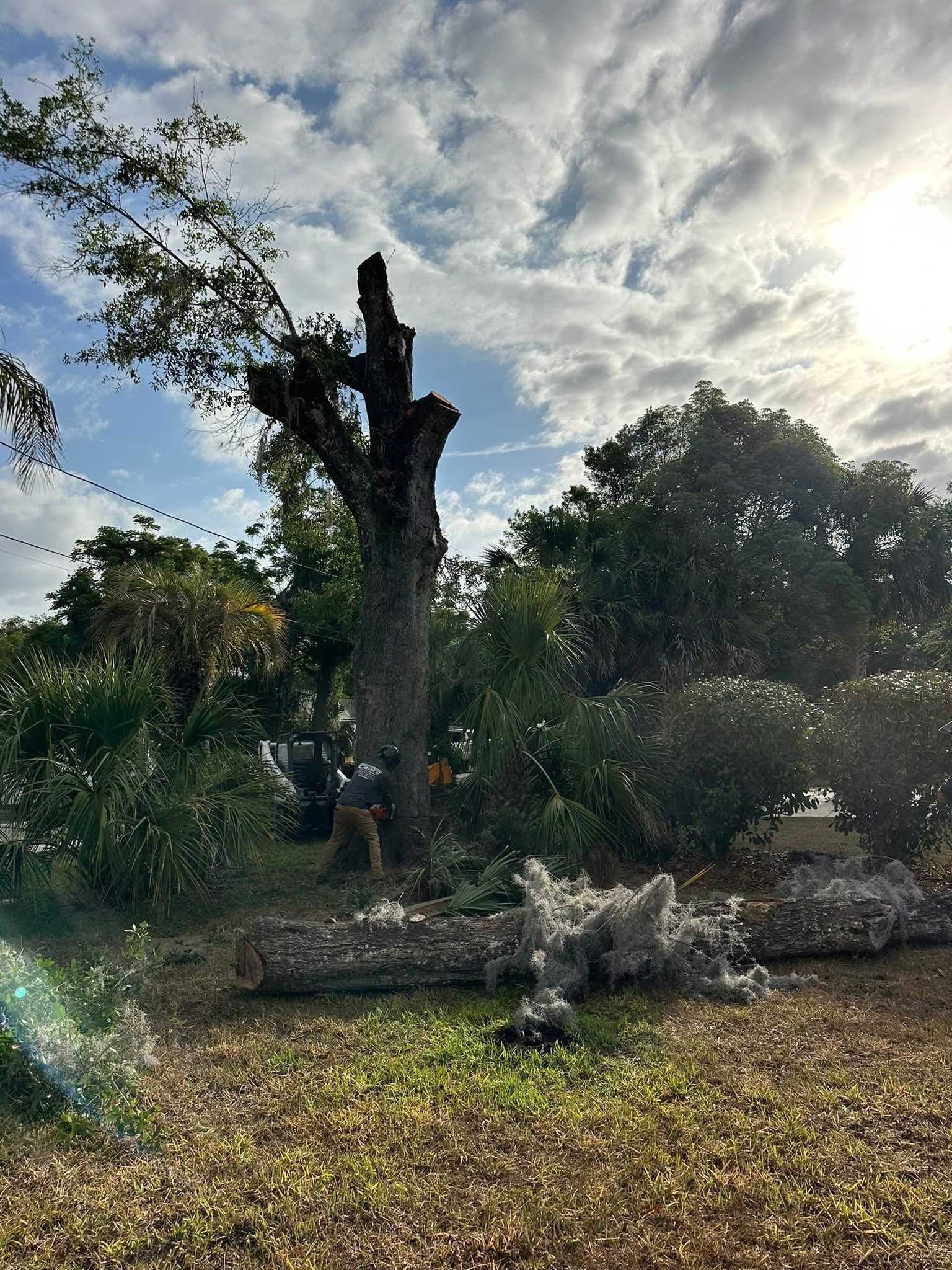 Tree Services