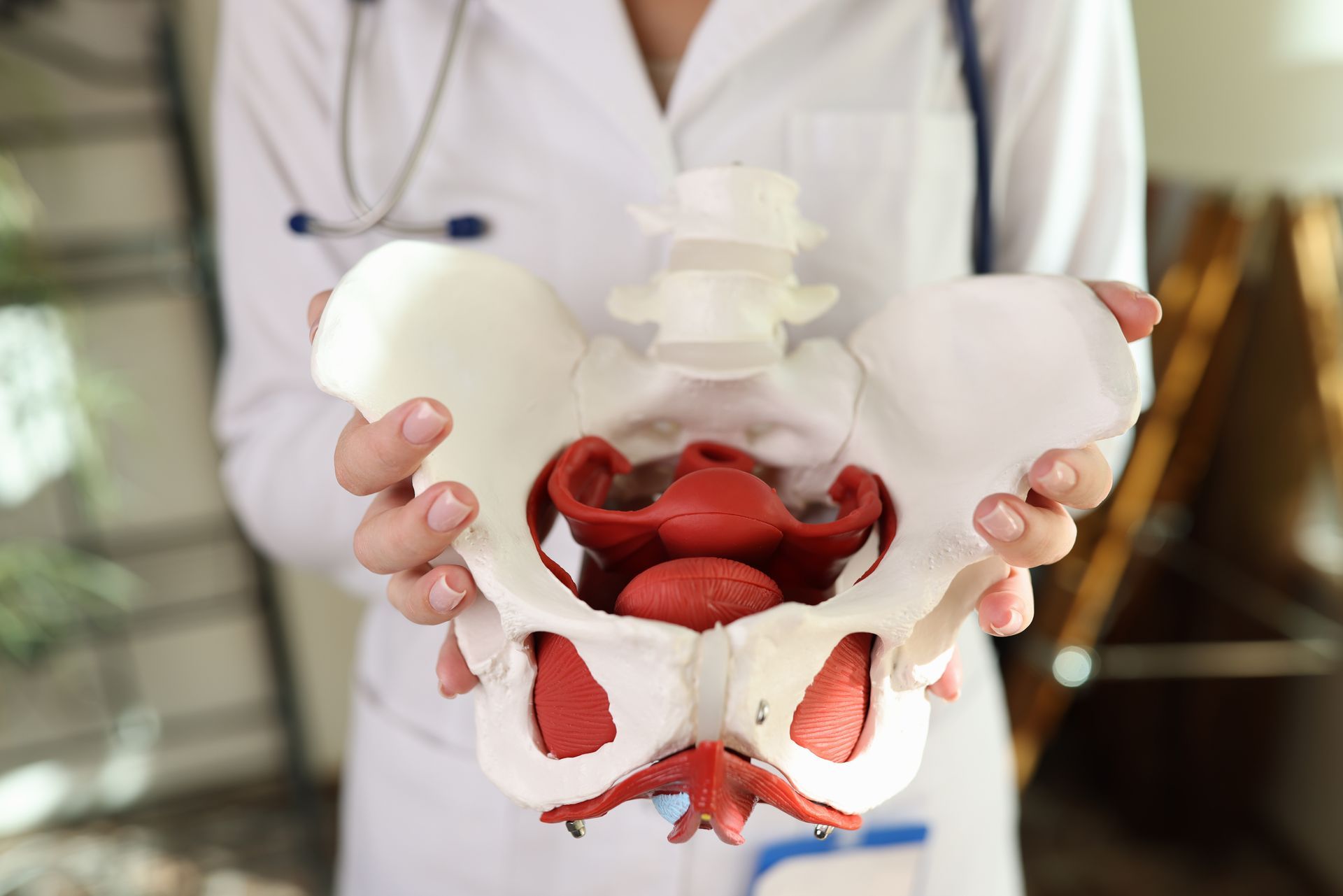 Ein Arzt hält ein Modell eines weiblichen Beckens.