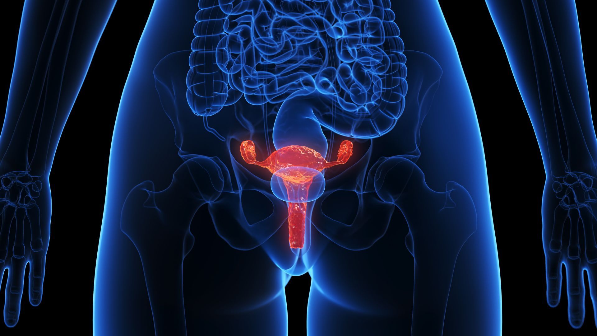 Anatomische Illustration des weiblichen Fortpflanzungssystems, orange hervorgehoben innerhalb einer blauen Körperumrandung.