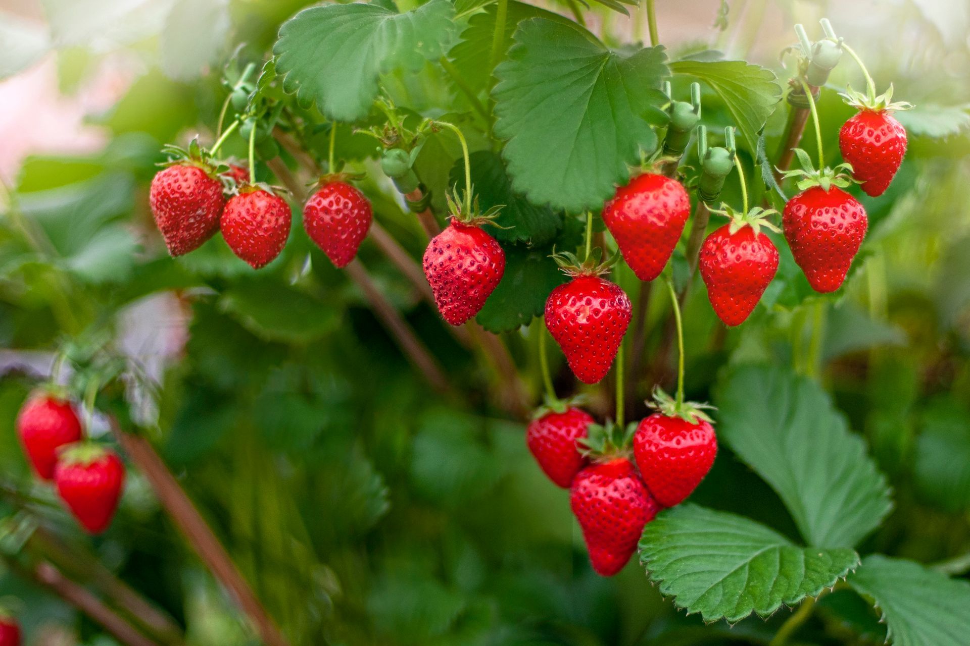 Le fragole crescono su un cespuglio in un giardino.