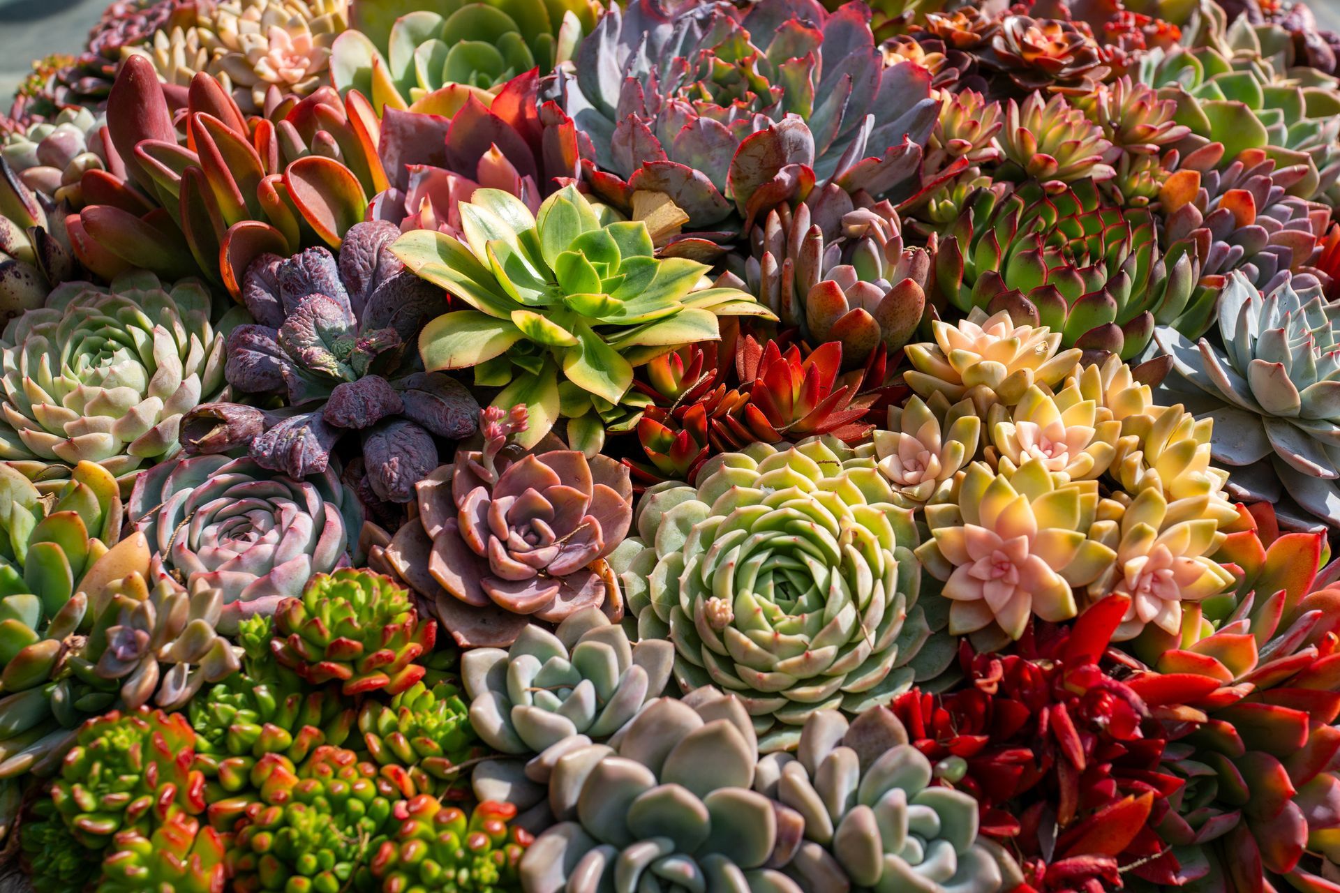 Ci sono molti tipi diversi di piante grasse in questa immagine.