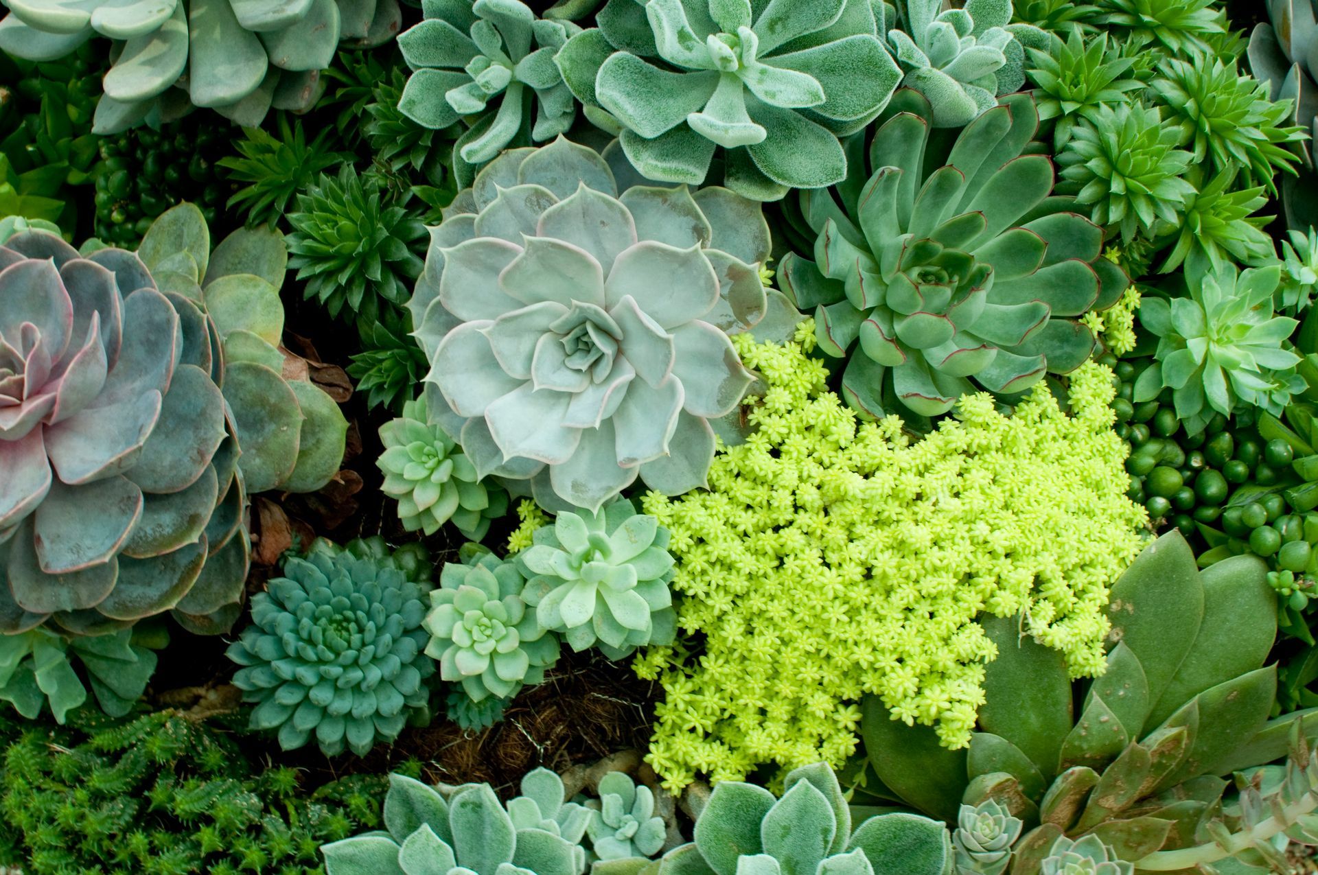 In un giardino crescono molti tipi diversi di piante grasse.