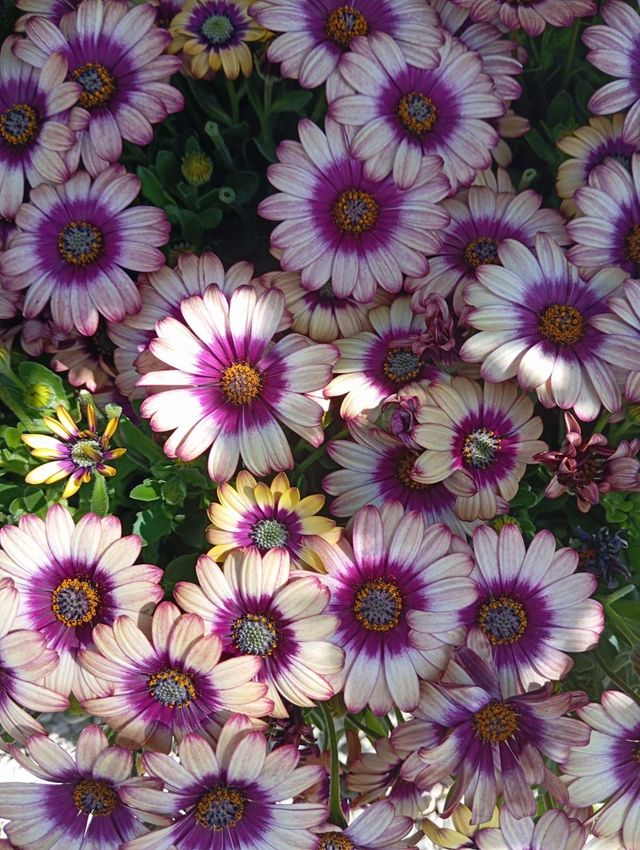 Un mazzo di fiori viola e bianchi con centro giallo