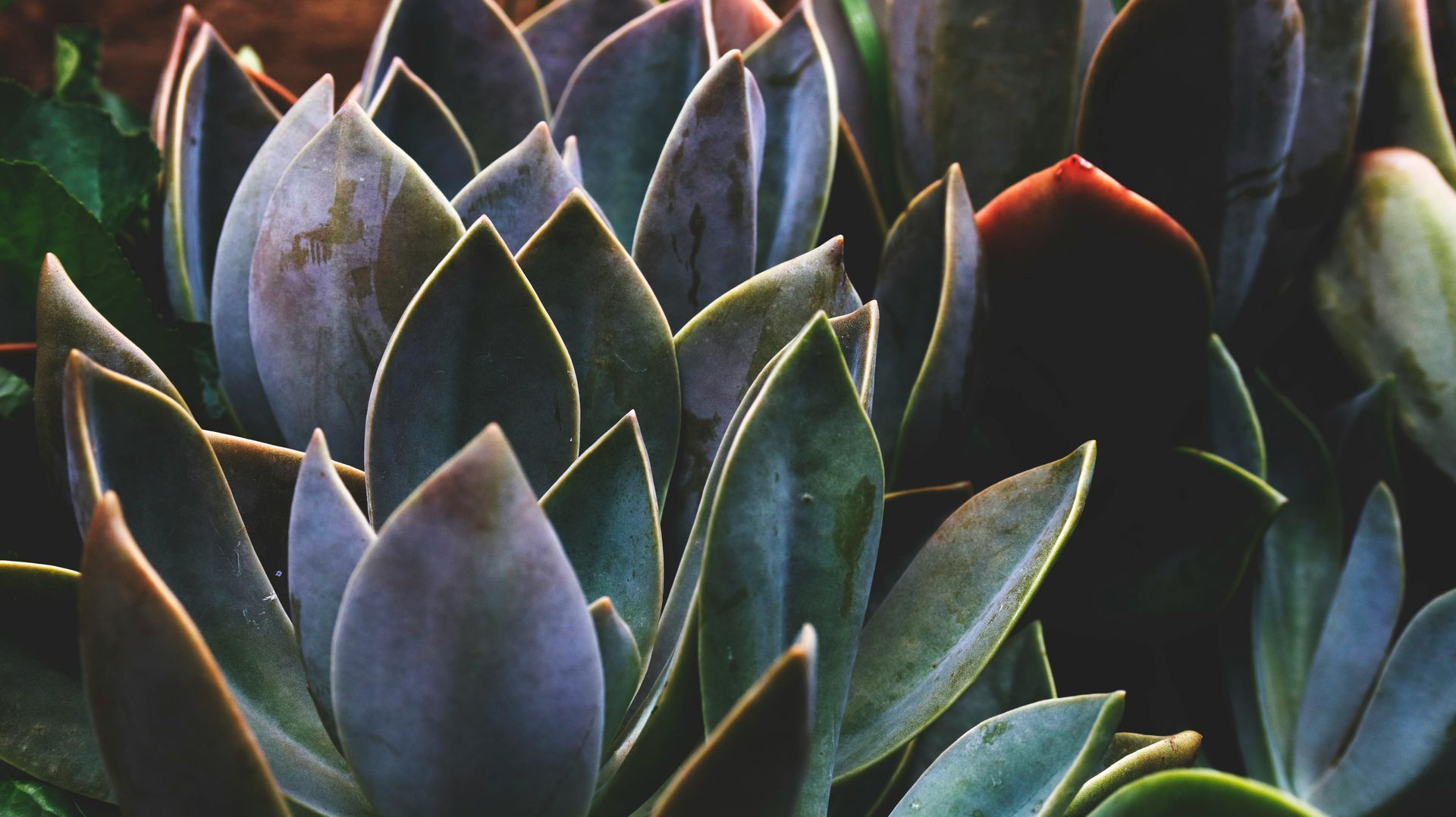Primo piano di una pianta succulenta con foglie viola e verdi.