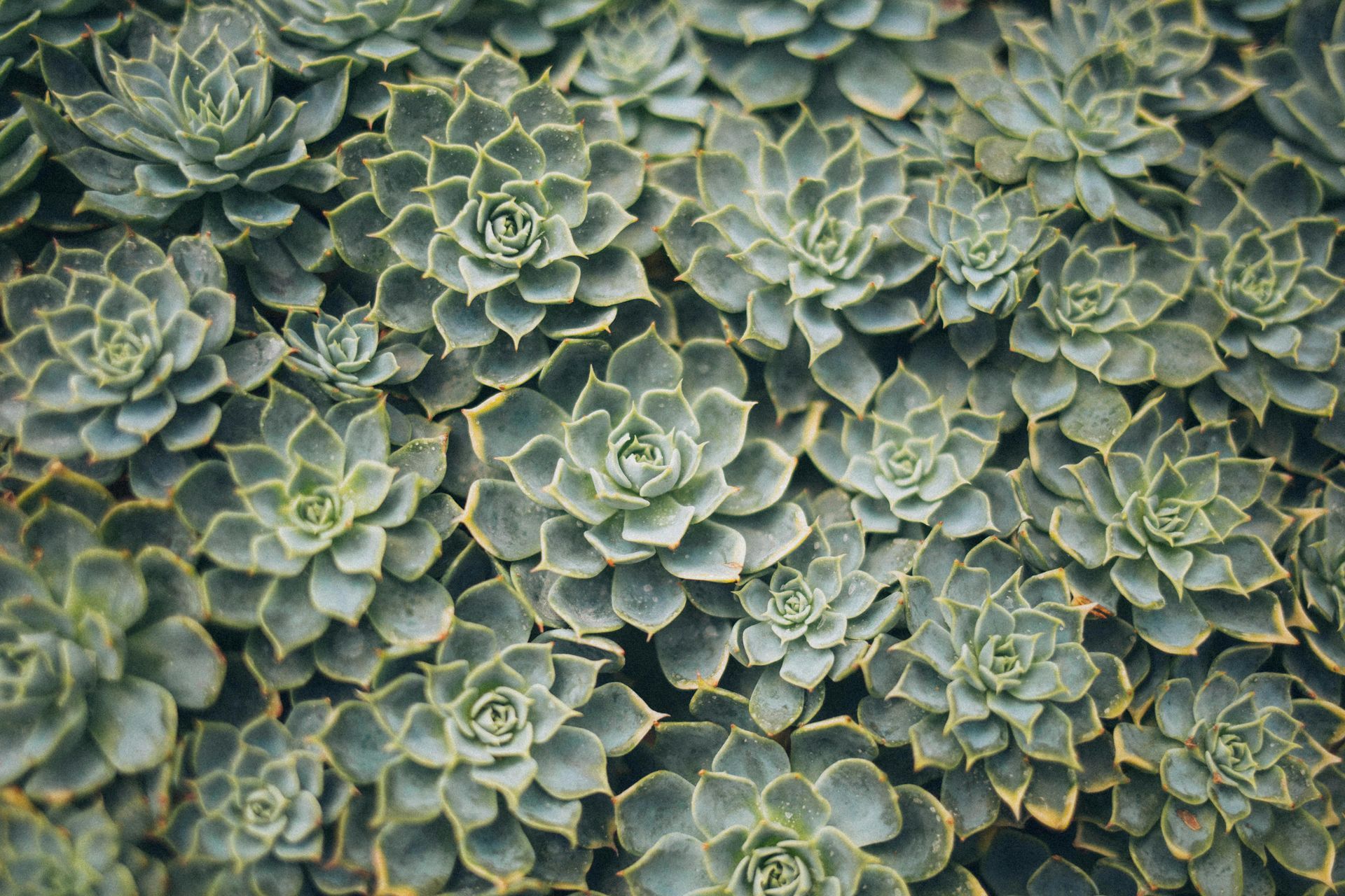Un primo piano di un gruppo di piante succulente che crescono in un giardino.