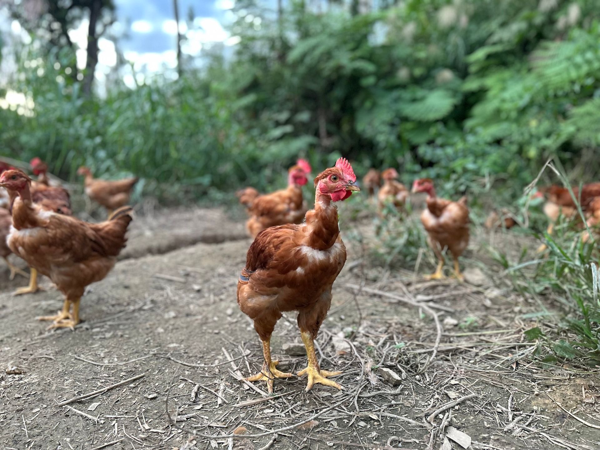Un troupeau de poulets debout au sommet d'un champ de terre.