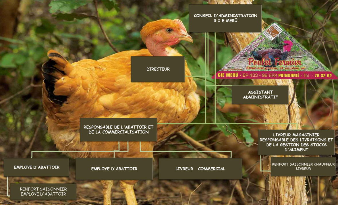Un poulet se tient à côté d'un arbre dans les bois.