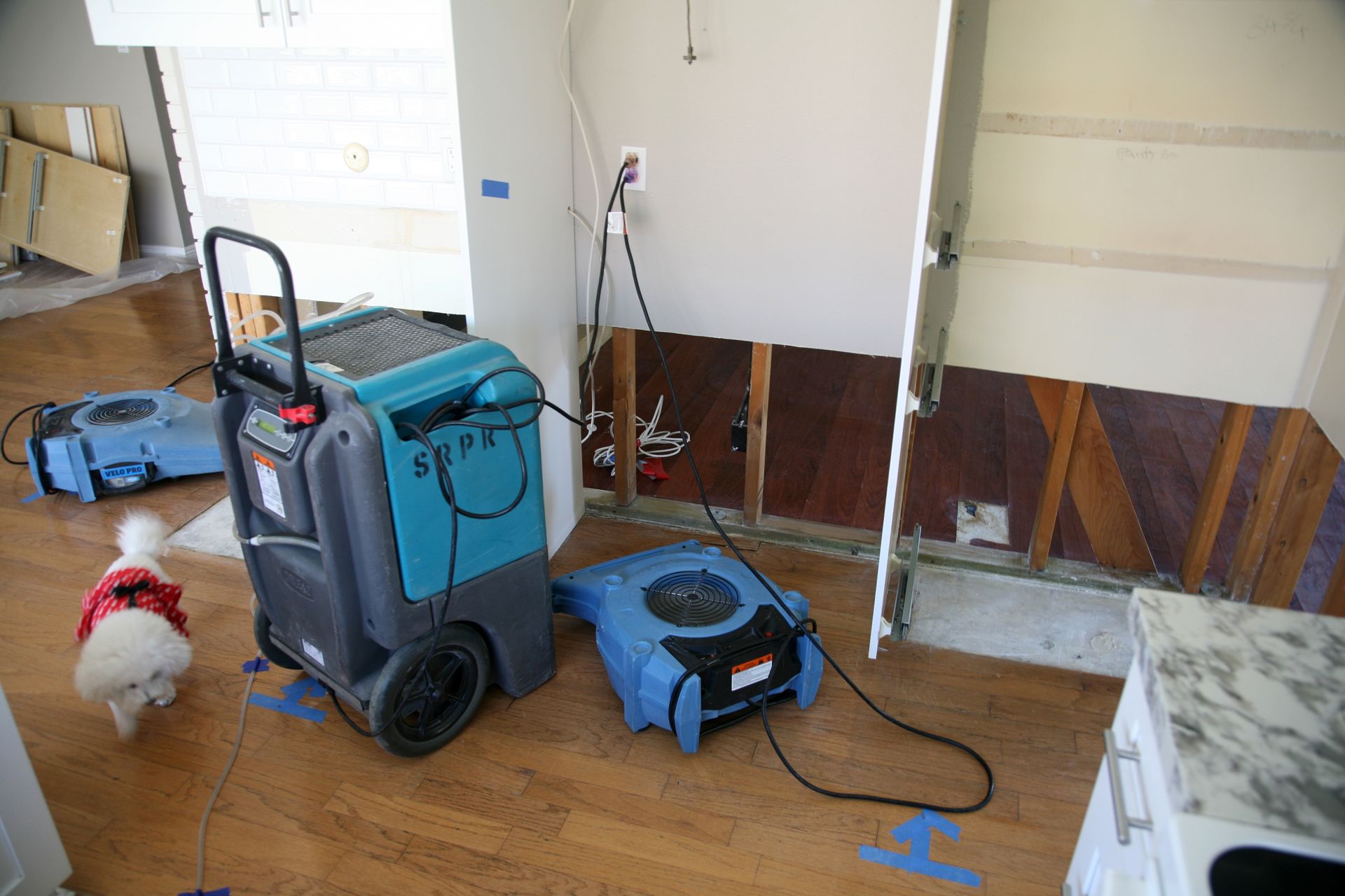 Water-damaged room with blue cleaning equipment and a small white dog on the wooden floor