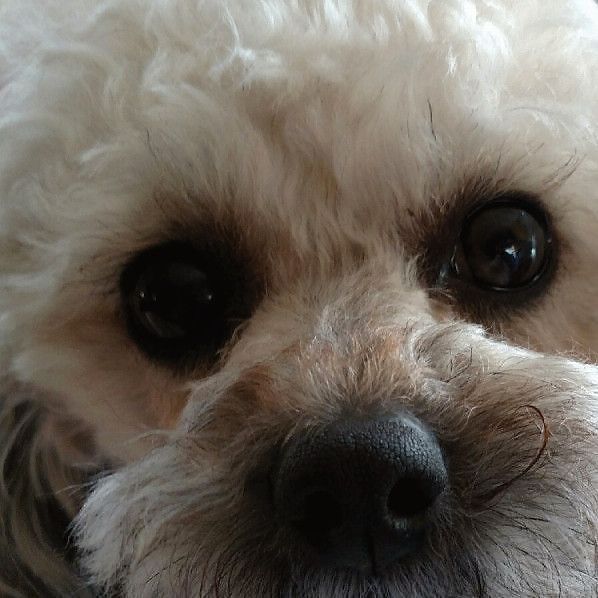 Poodle