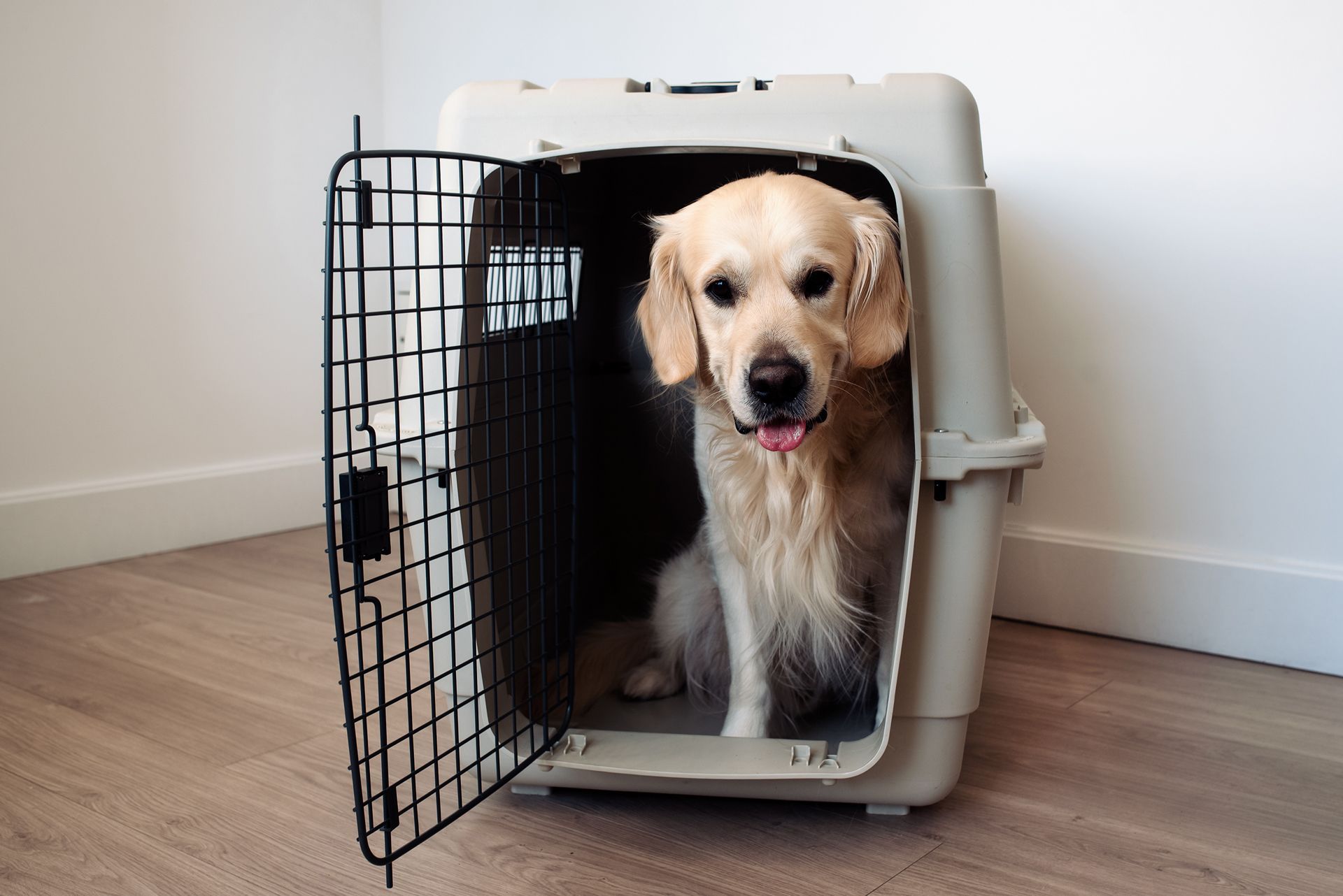 Dog in Travel Crate