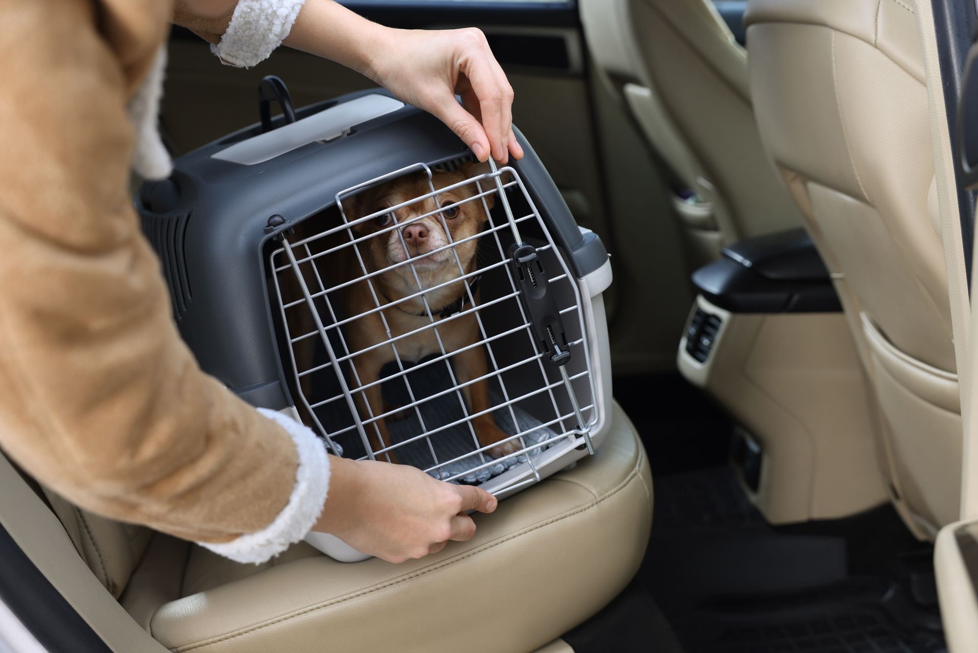 Dog Carrier in Car