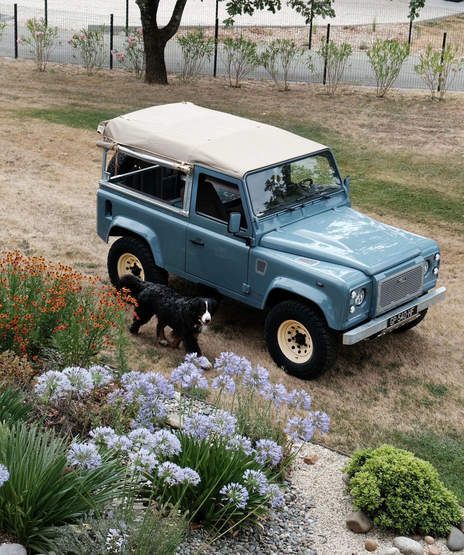Land Rover bleue à toit crème garée sur l'herbe, chien à proximité, fleurs au premier plan.