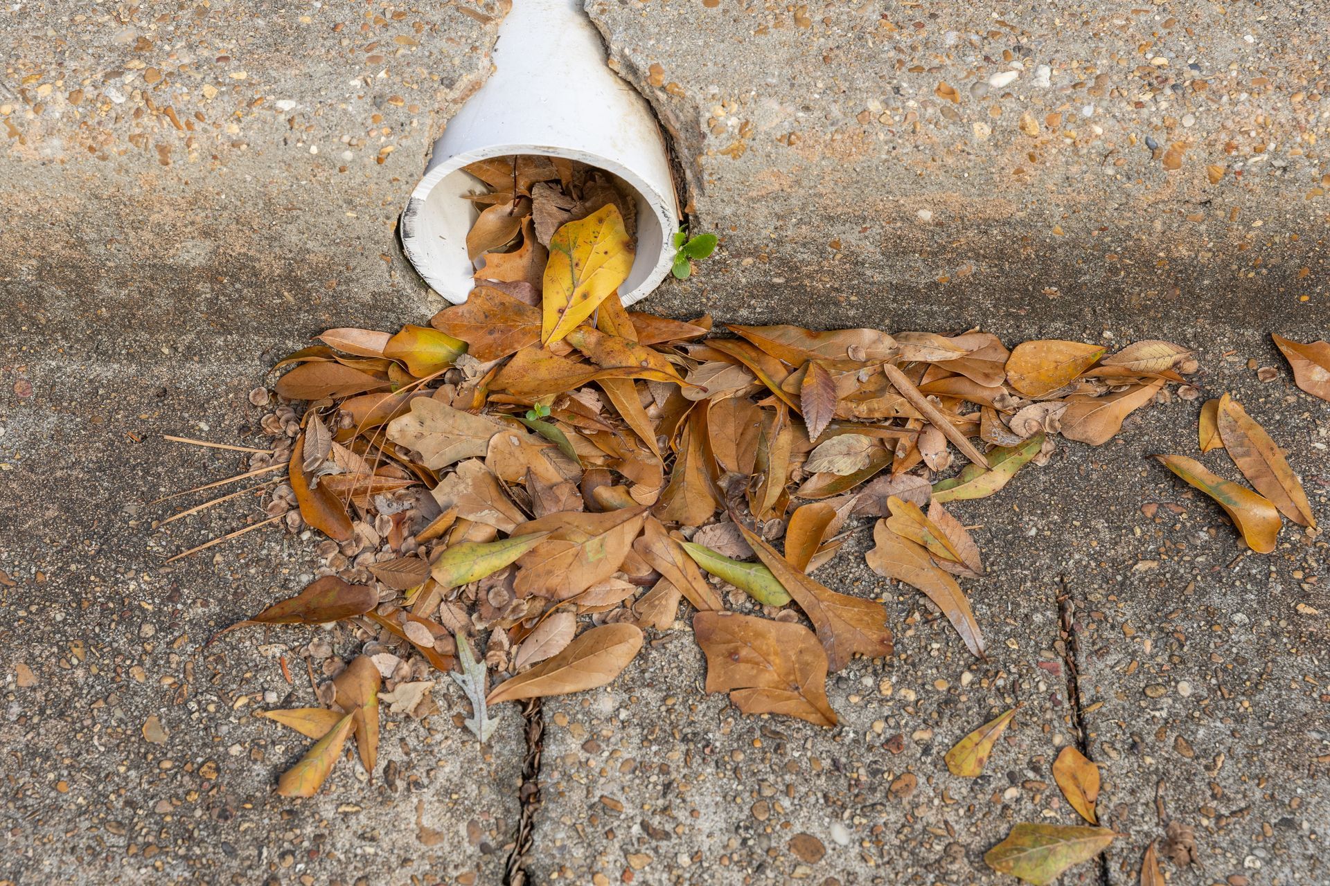 Leaves clogging a drainage pipe on a concrete surface. Leaves clogging a drainage pipe on a concrete surface.