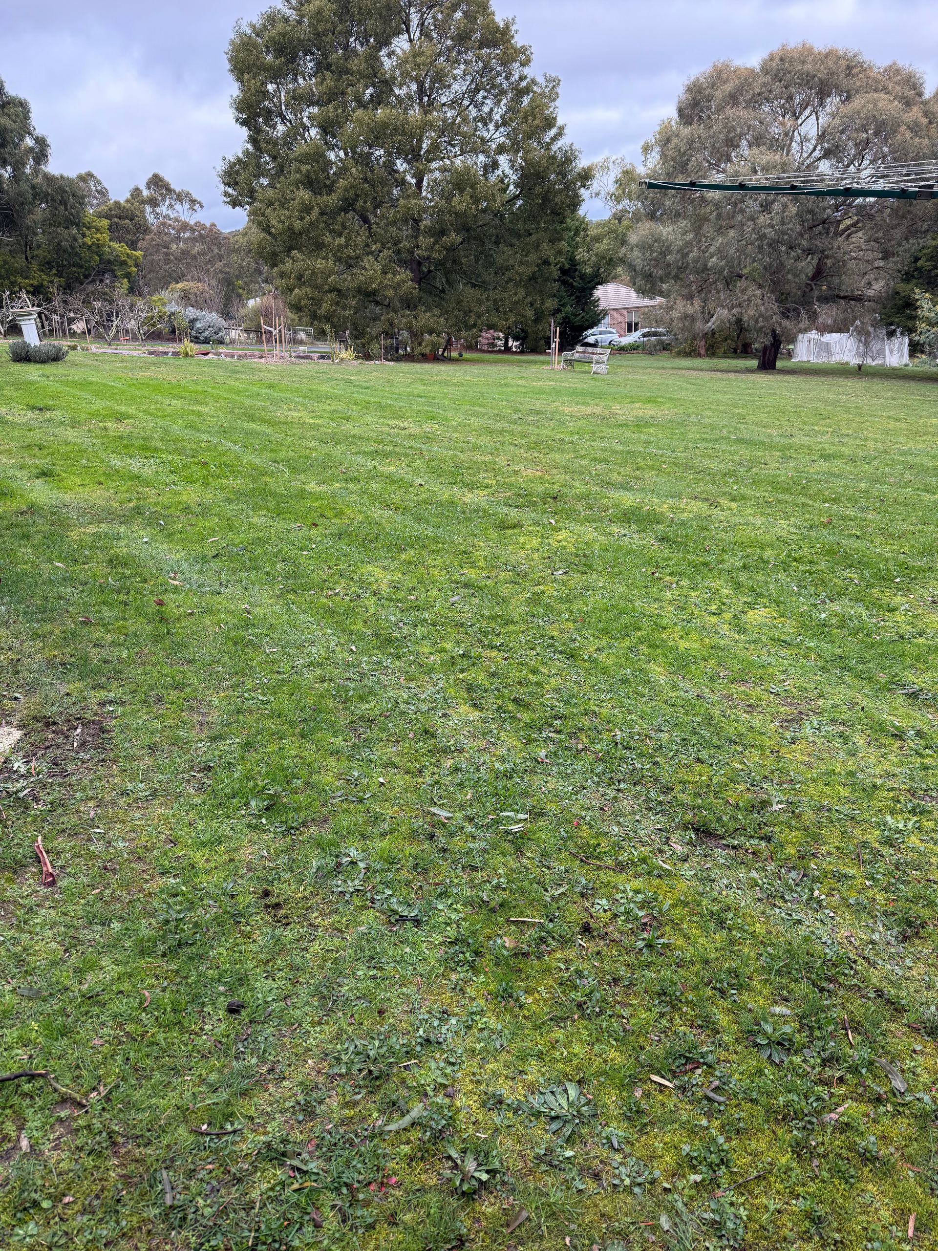 fresh cut lawn