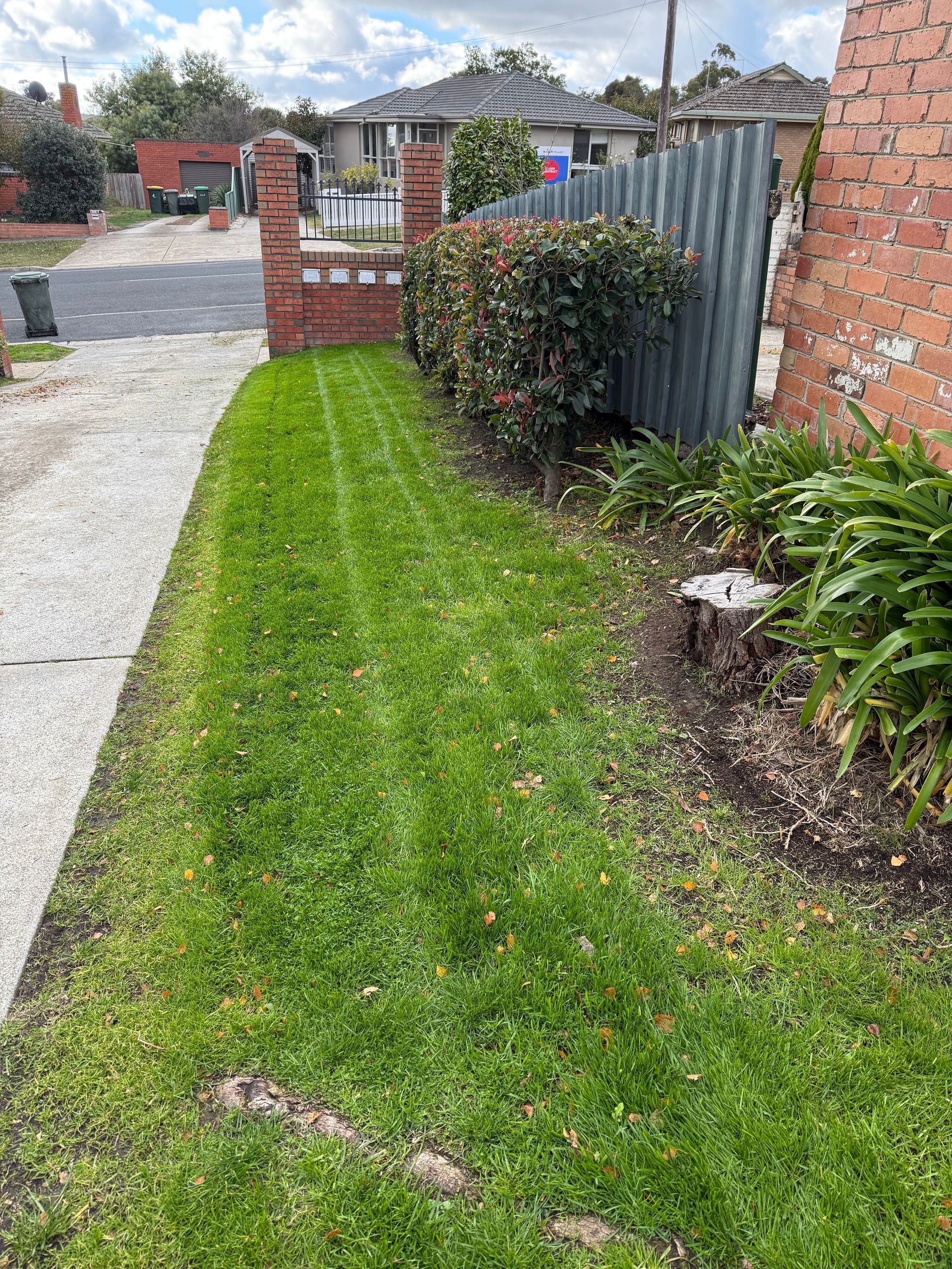 Green grass cut