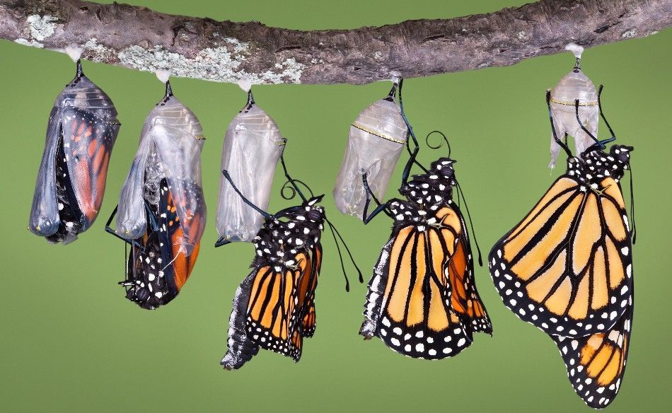 Digital change, transformation, and metamorphosis - tamegon Innovation Advisory Firm