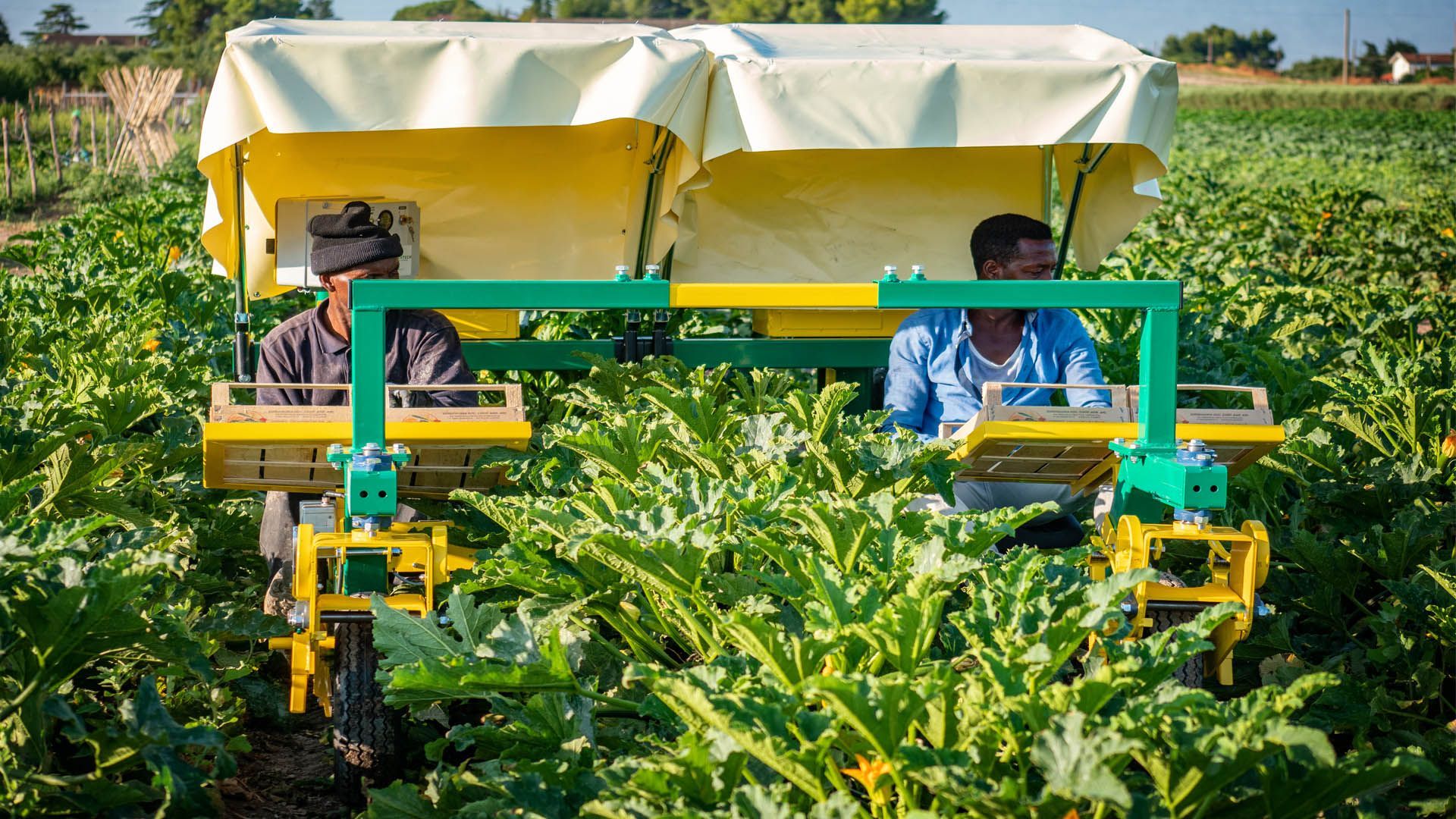 Raccoglitrice per zucchine Euro Green Tech - EGT total
