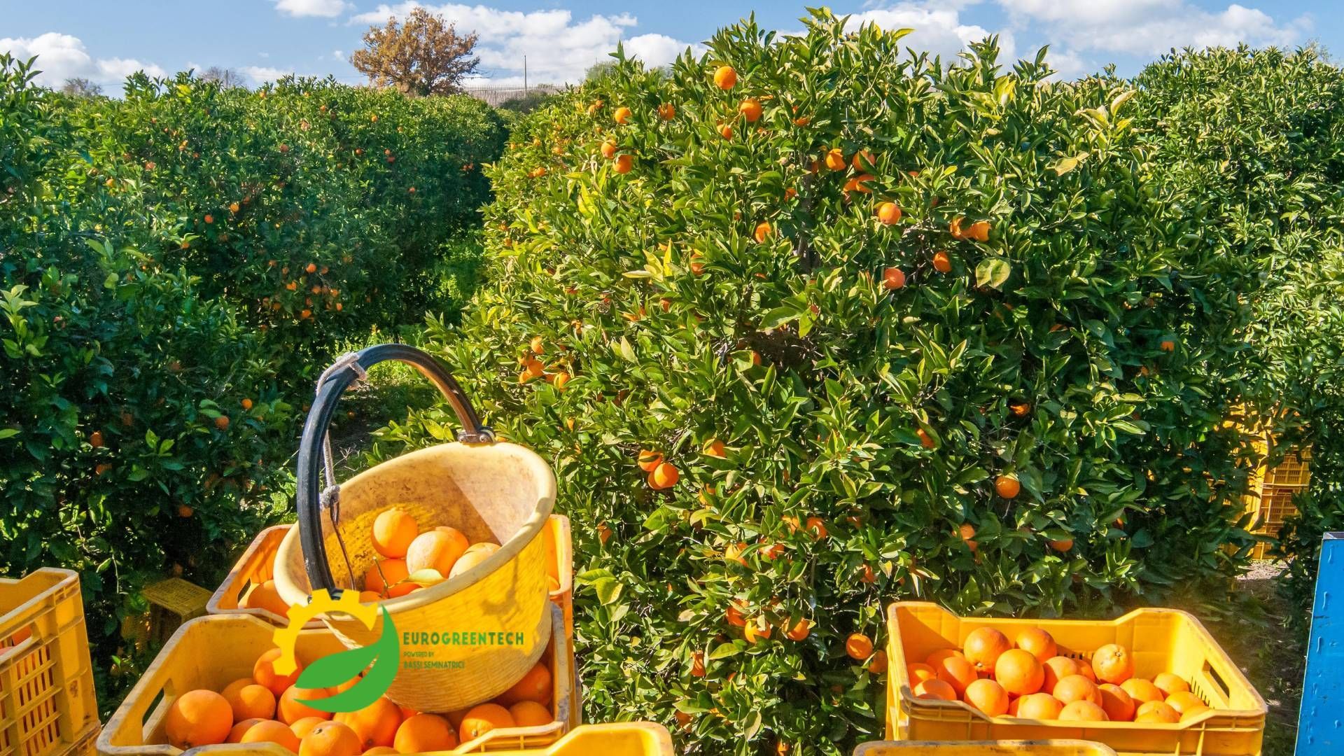 Raccolta della frutta: come scegliere il miglior carrello porta bins