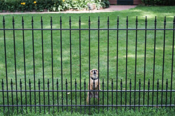 Groundhog standing behind a black metal fence, looking out at the viewer.