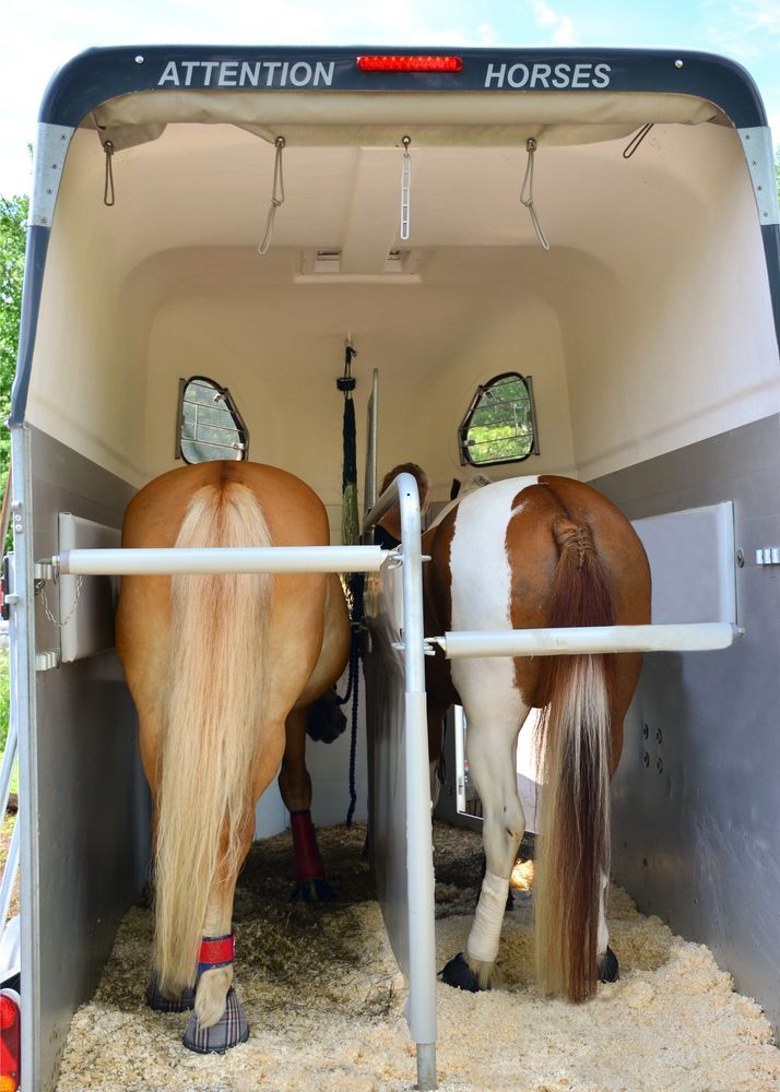 Two Horses Inside a Horse Trailer, Facing Away — Caravan and Trailer Clinic Geelong in Breakwater, VIC