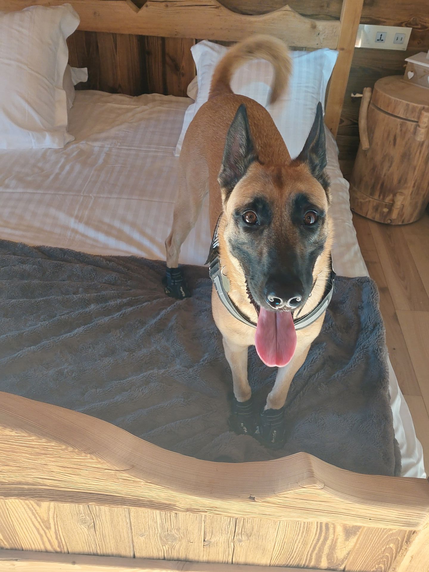 TAZ